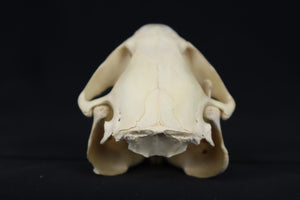 Craft Juvenile Beaver Skull