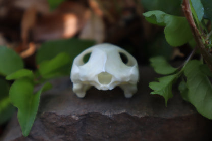 Red Eared Slider Turtle Skull
