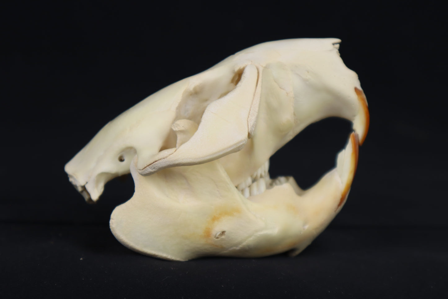 Craft Juvenile Beaver Skull