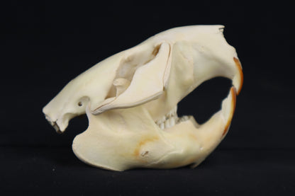 Craft Juvenile Beaver Skull