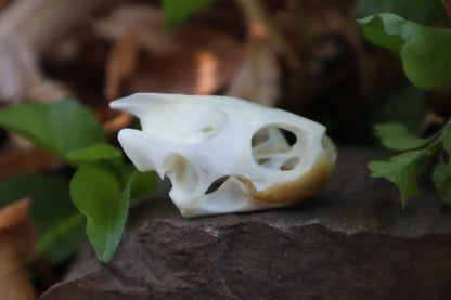 Red Eared Slider Turtle Skull