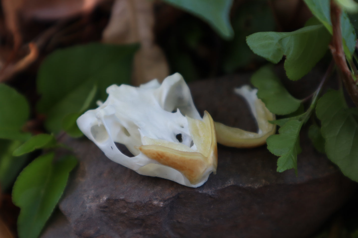 Red Eared Slider Turtle Skull