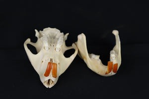 Craft Juvenile Beaver Skull