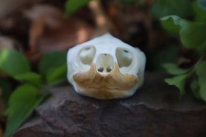 Red Eared Slider Turtle Skull