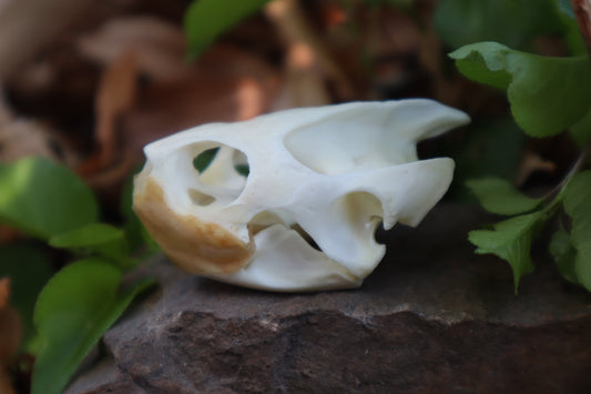 Red Eared Slider Turtle Skull
