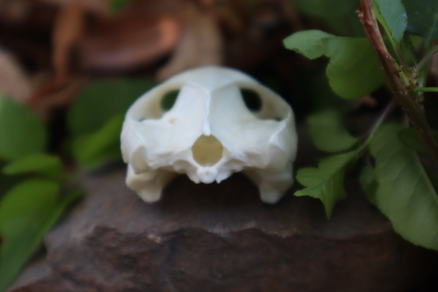 Red Eared Slider Turtle Skull