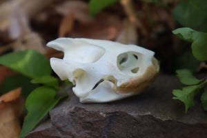 Red Eared Slider Turtle Skull