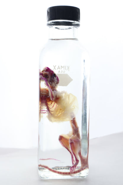 Pathological Diaphonized African Soft Fur Rat