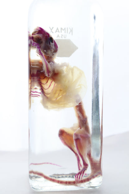Pathological Diaphonized African Soft Fur Rat