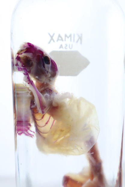 Pathological Diaphonized African Soft Fur Rat