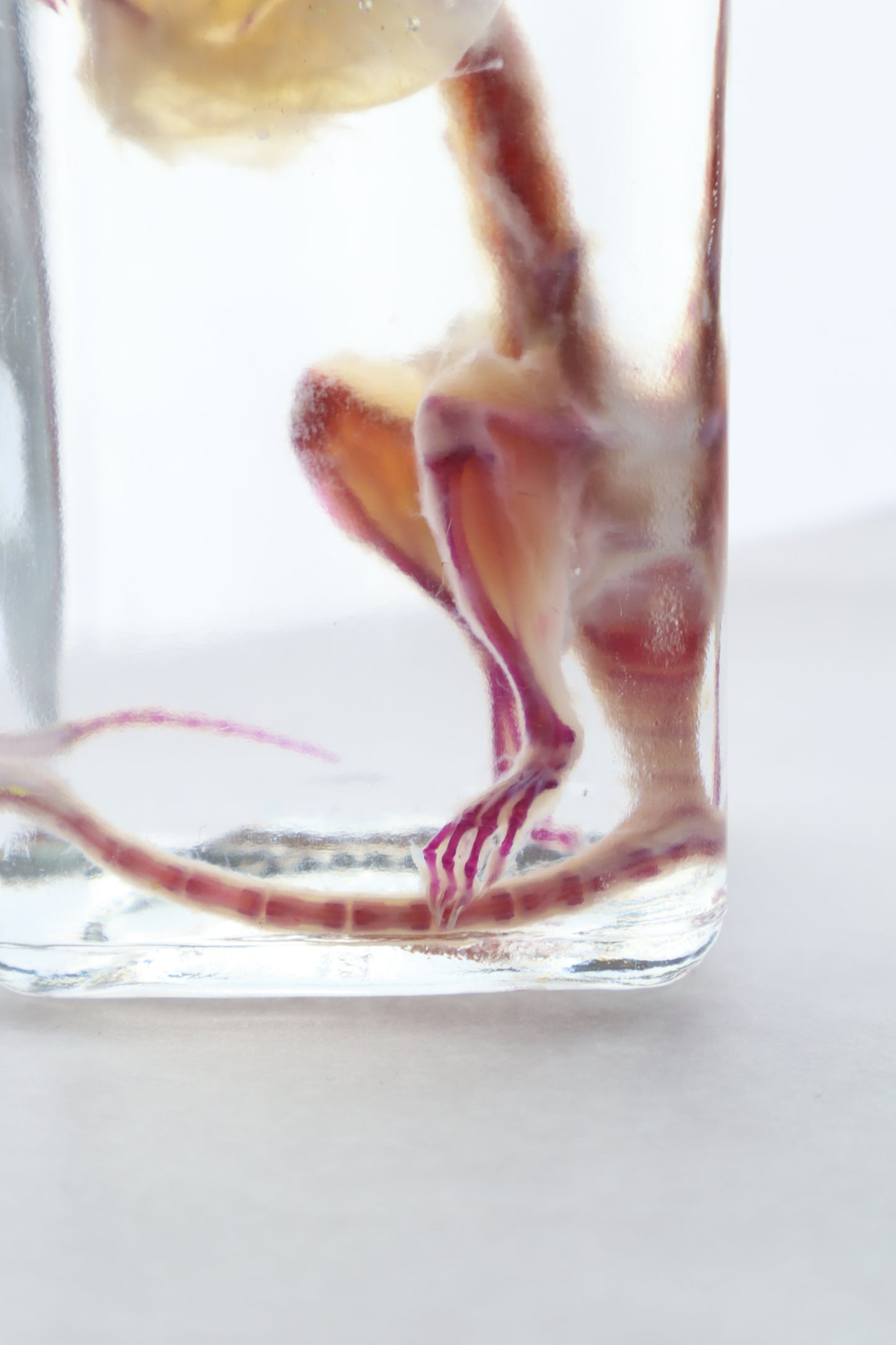 Pathological Diaphonized African Soft Fur Rat