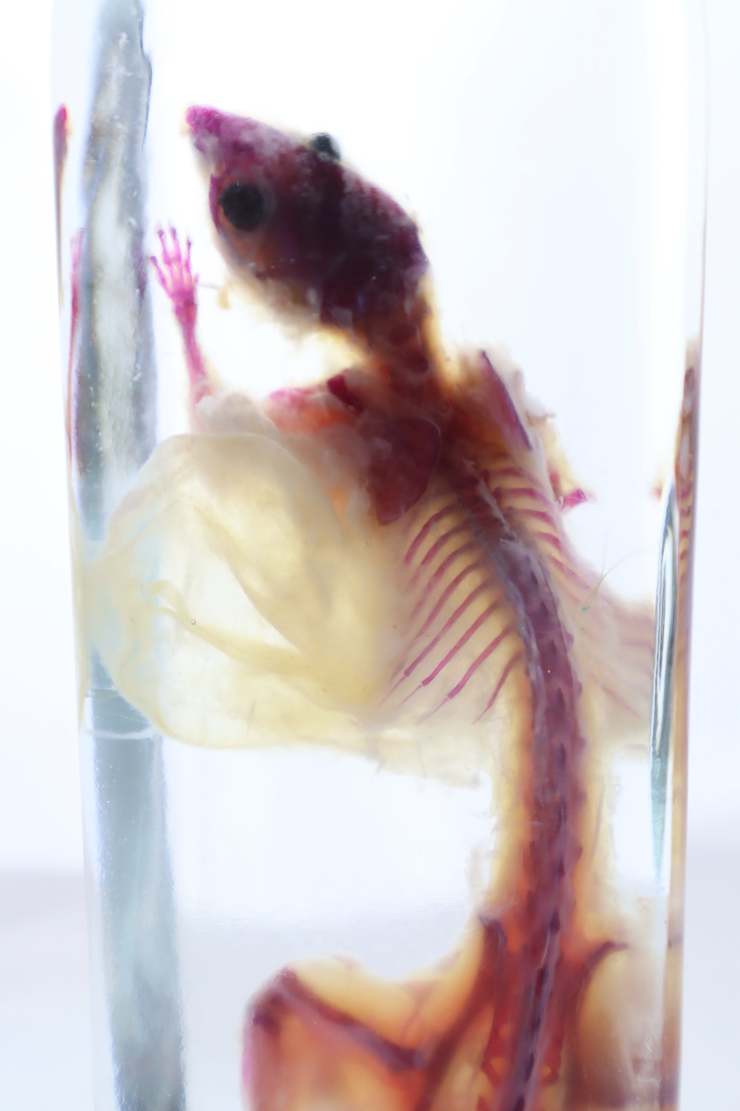 Pathological Diaphonized African Soft Fur Rat