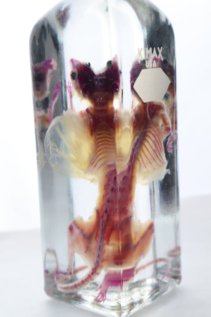 Pathological Diaphonized African Soft Fur Rat