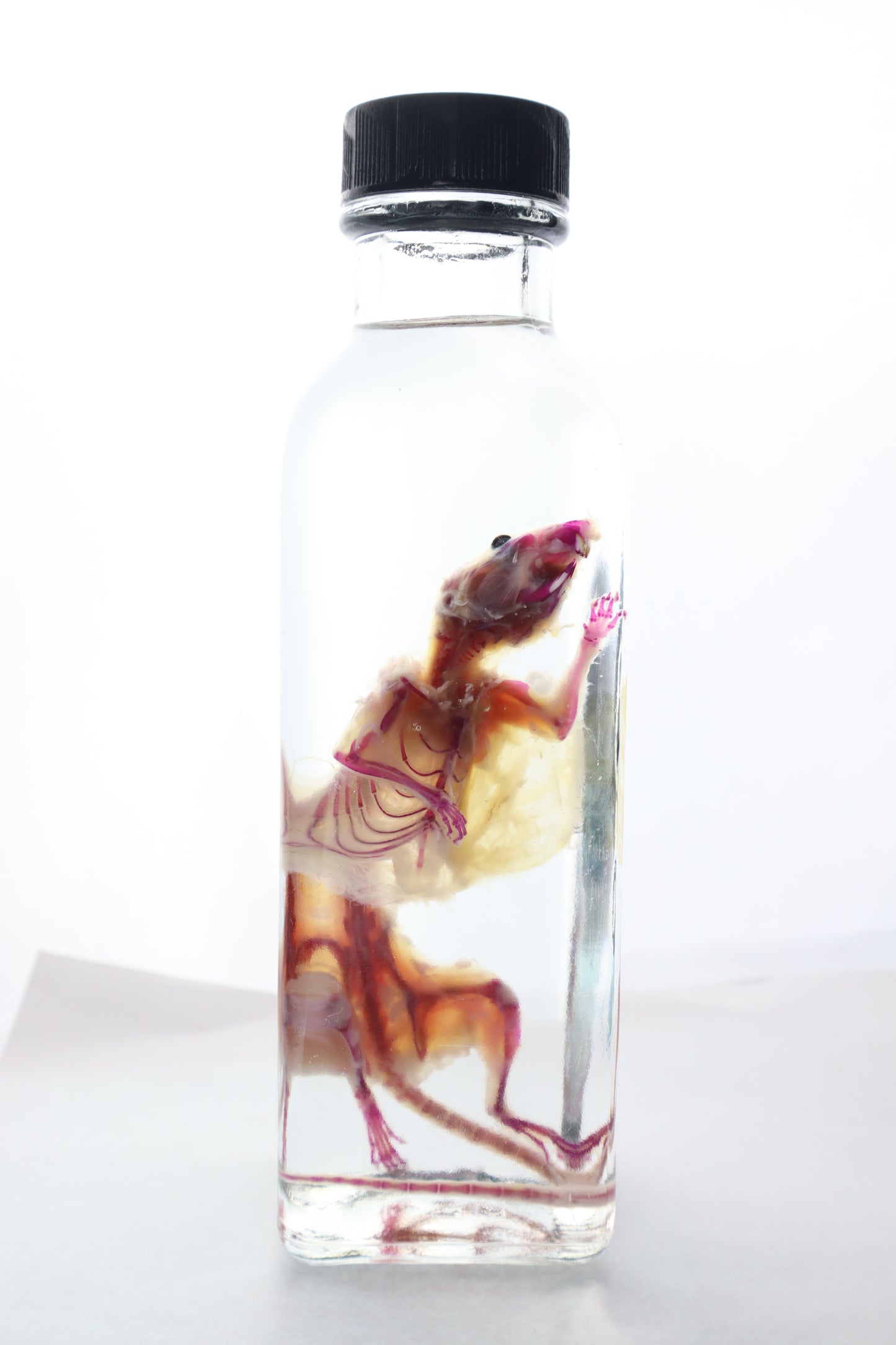 Pathological Diaphonized African Soft Fur Rat