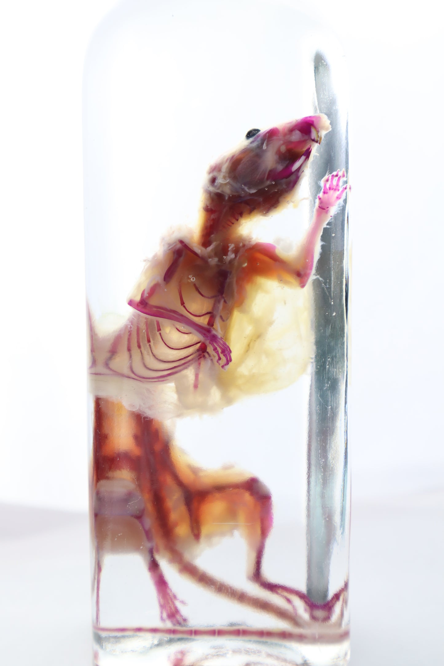 Pathological Diaphonized African Soft Fur Rat
