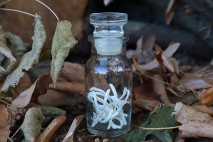 Kitten Ribs in Glass Jar