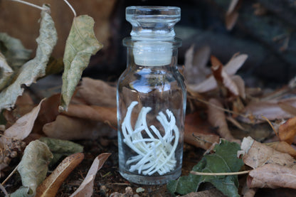 Kitten Ribs in Glass Jar