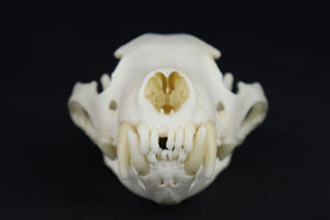 Reserved for Chelsey - Custom Stained Pathological Wolverine Skull