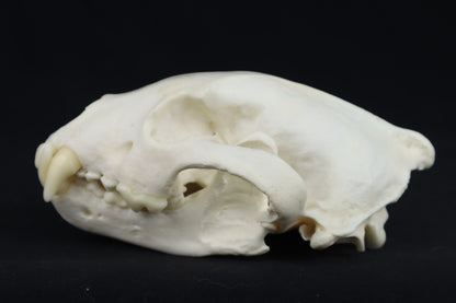 Reserved for Chelsey - Custom Stained Pathological Wolverine Skull