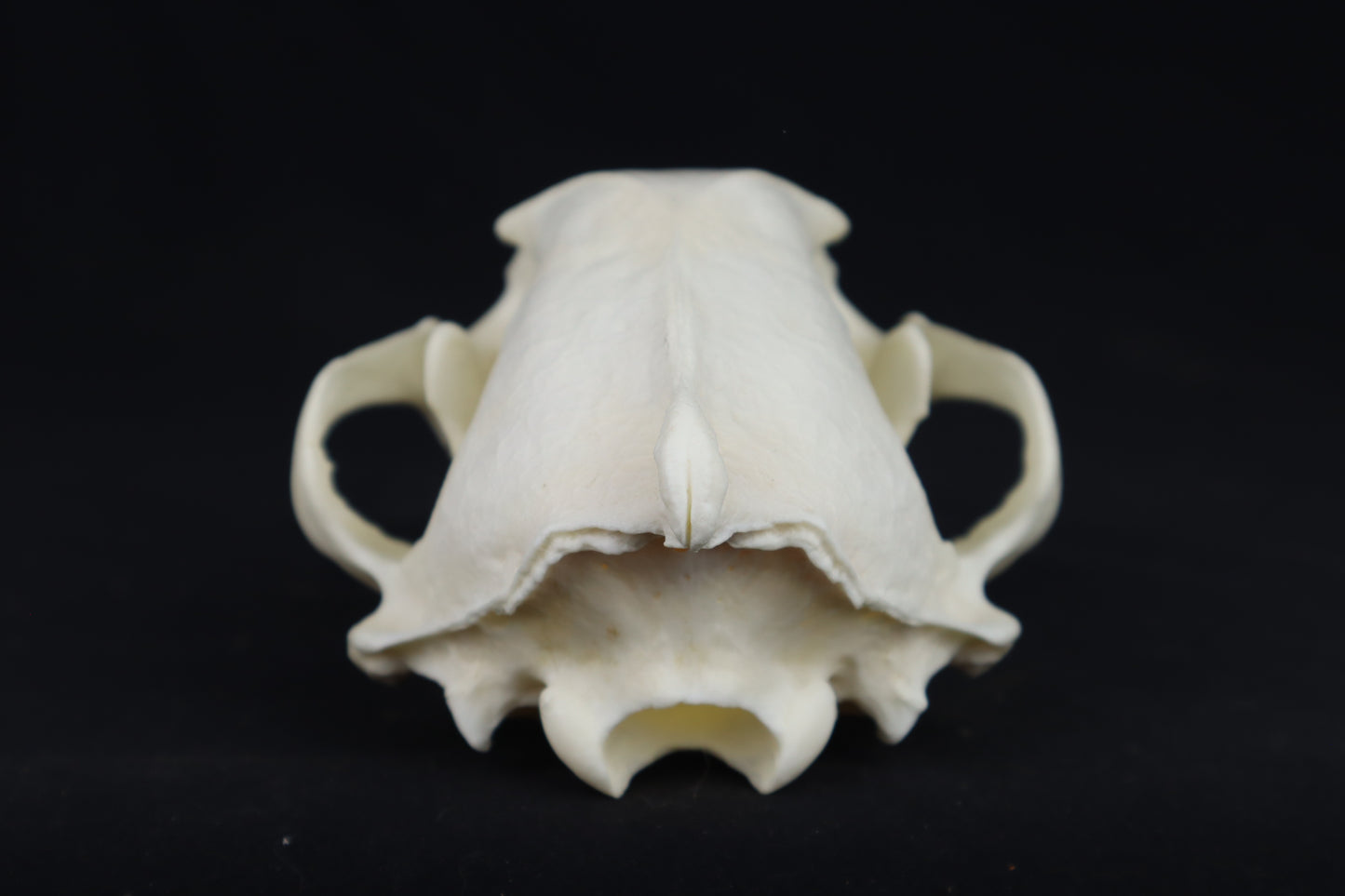Reserved for Chelsey - Custom Stained Pathological Wolverine Skull
