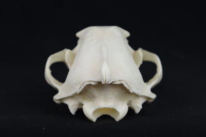 Reserved for Chelsey - Custom Stained Pathological Wolverine Skull
