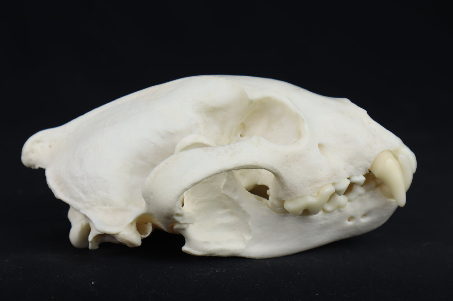 Reserved for Chelsey - Custom Stained Pathological Wolverine Skull