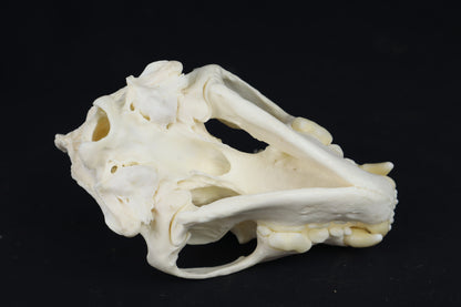 Reserved for Chelsey - Custom Stained Pathological Wolverine Skull