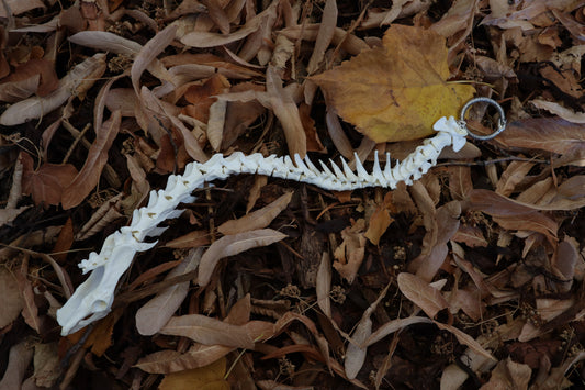 Domestic Cat Spinal Column Articulation