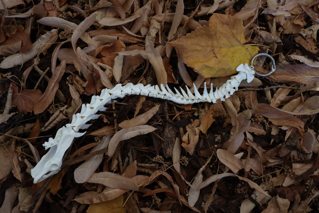 Domestic Cat Spinal Column Articulation