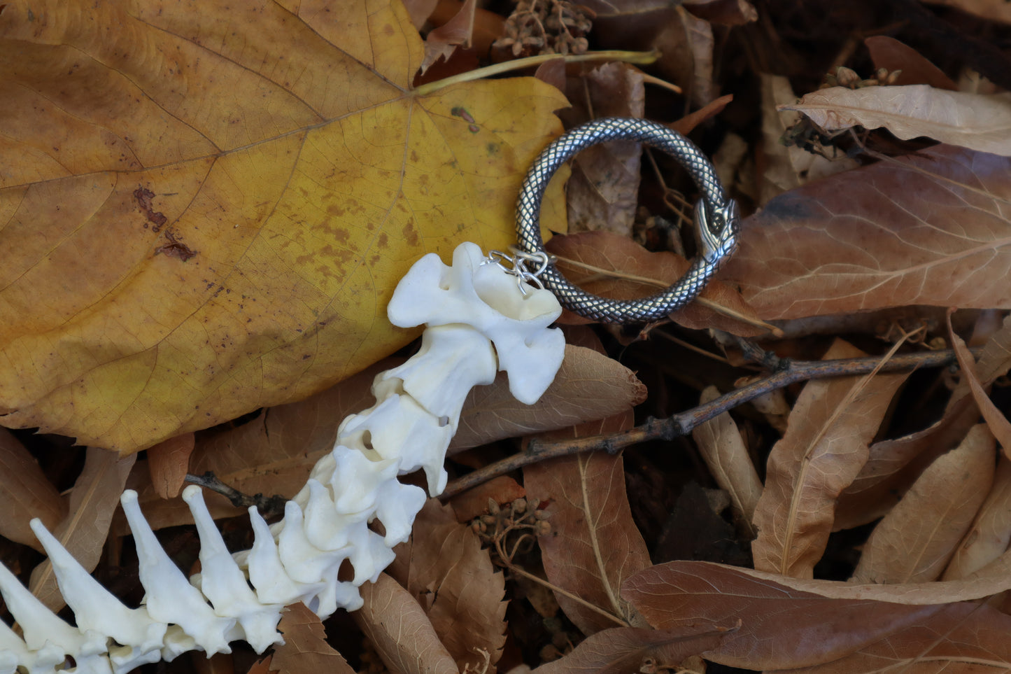 Domestic Cat Spinal Column Articulation