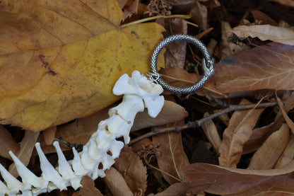 Domestic Cat Spinal Column Articulation
