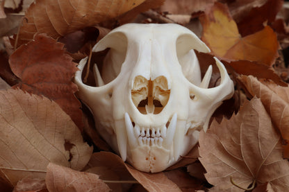 Bobcat Skull