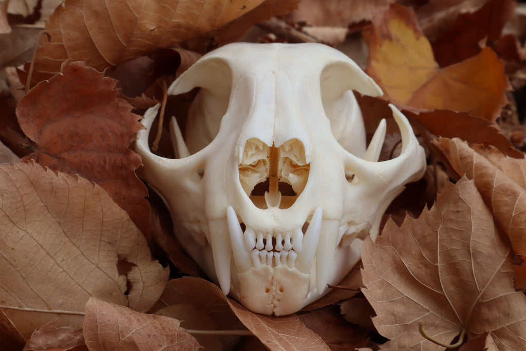 Bobcat Skull