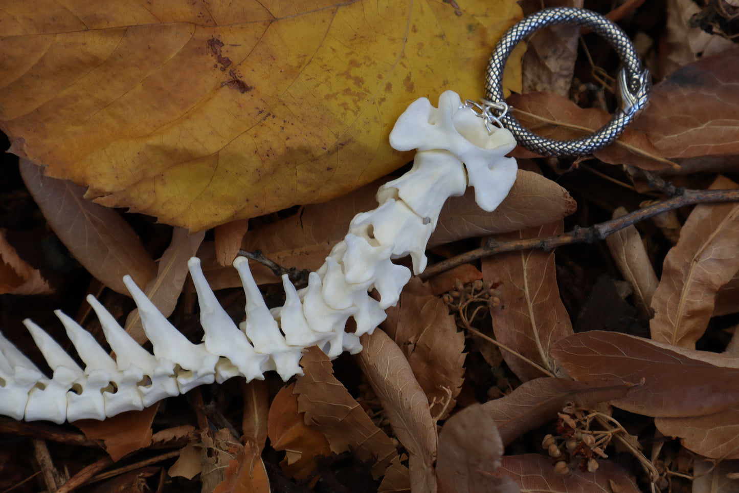 Domestic Cat Spinal Column Articulation
