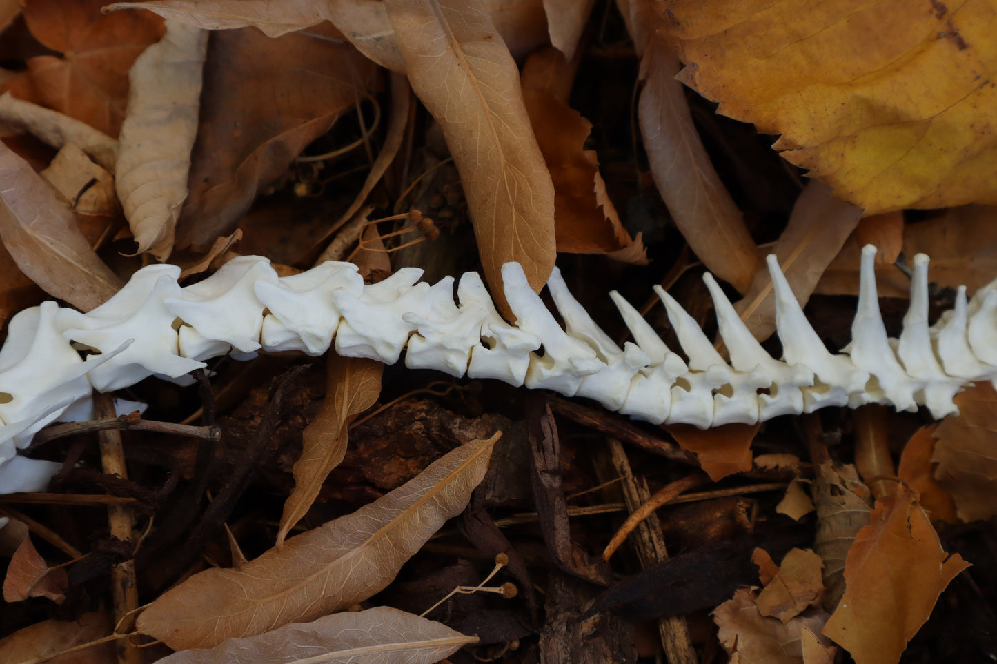 Domestic Cat Spinal Column Articulation