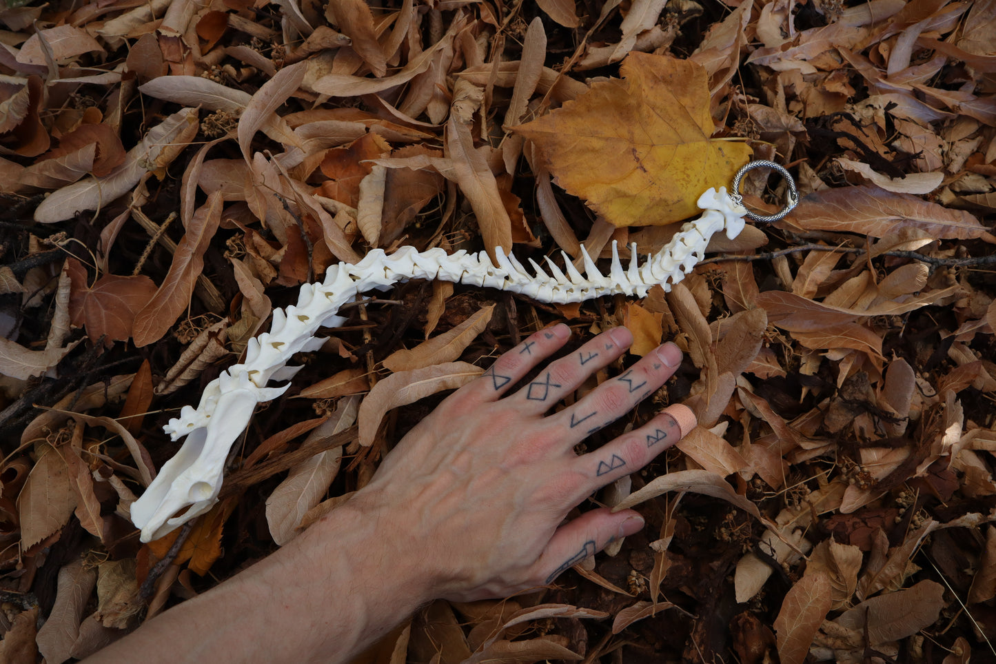 Domestic Cat Spinal Column Articulation