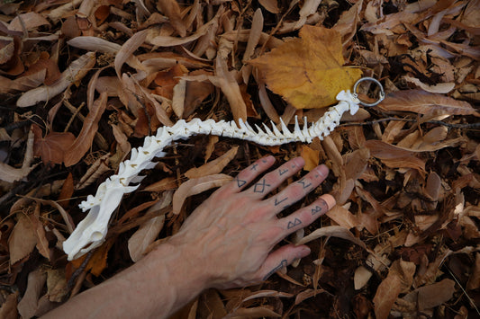 Domestic Cat Spinal Column Articulation