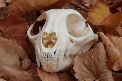 Bobcat Skull