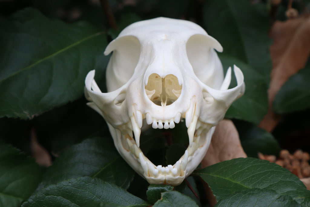 Pathological Juvenile Kitten Skull