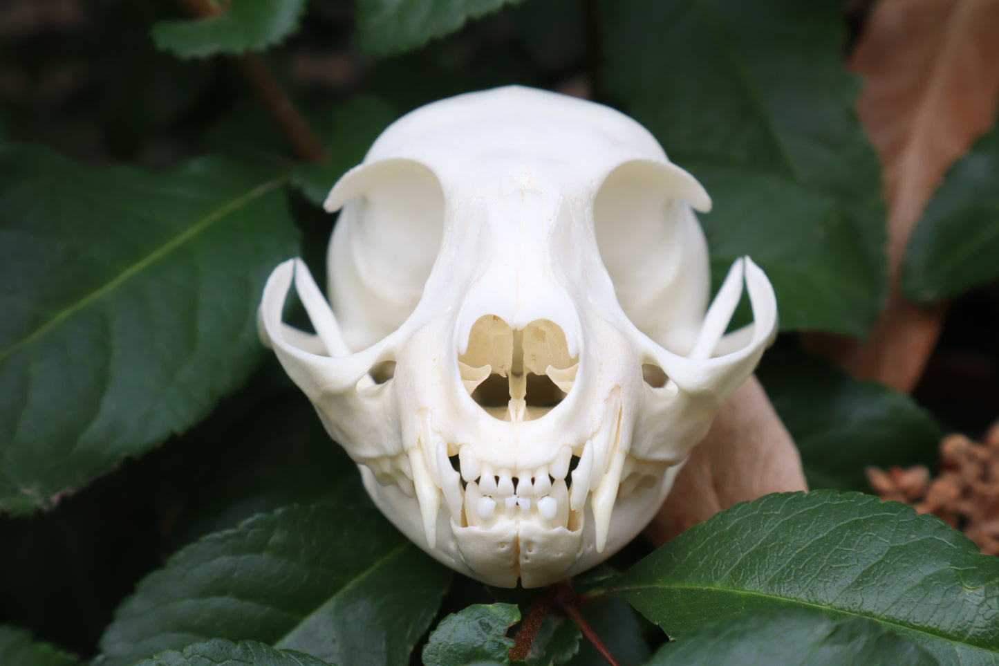 Pathological Juvenile Kitten Skull