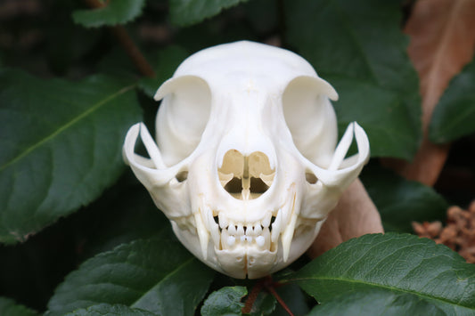 Pathological Juvenile Kitten Skull