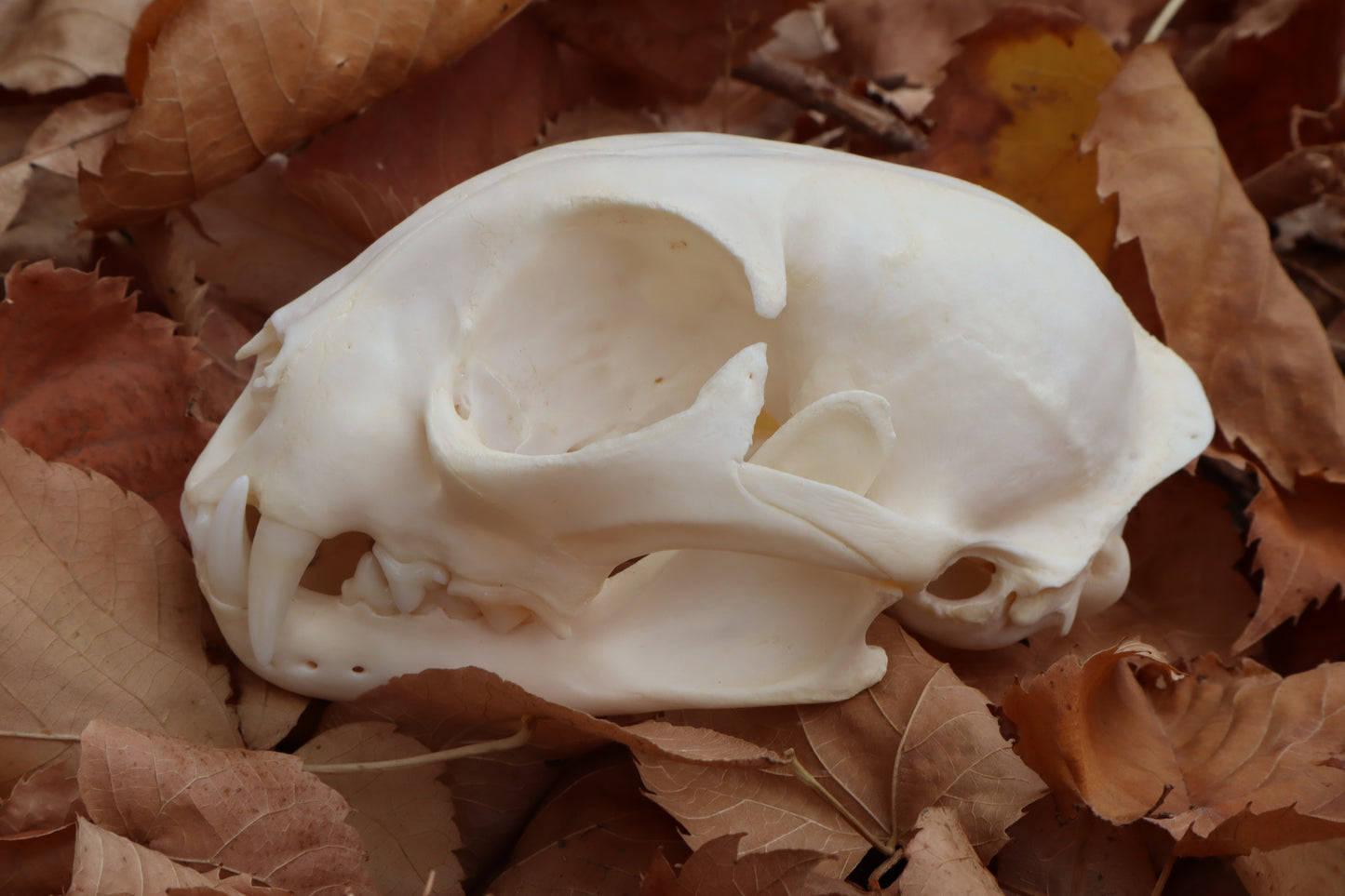 Bobcat Skull