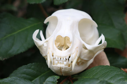 Pathological Juvenile Kitten Skull