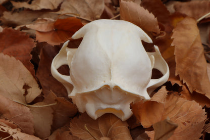 Bobcat Skull
