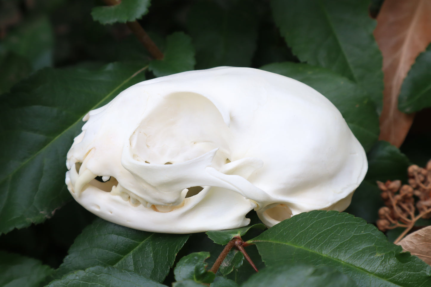 Pathological Juvenile Kitten Skull