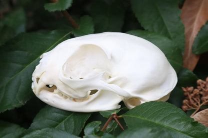 Pathological Juvenile Kitten Skull