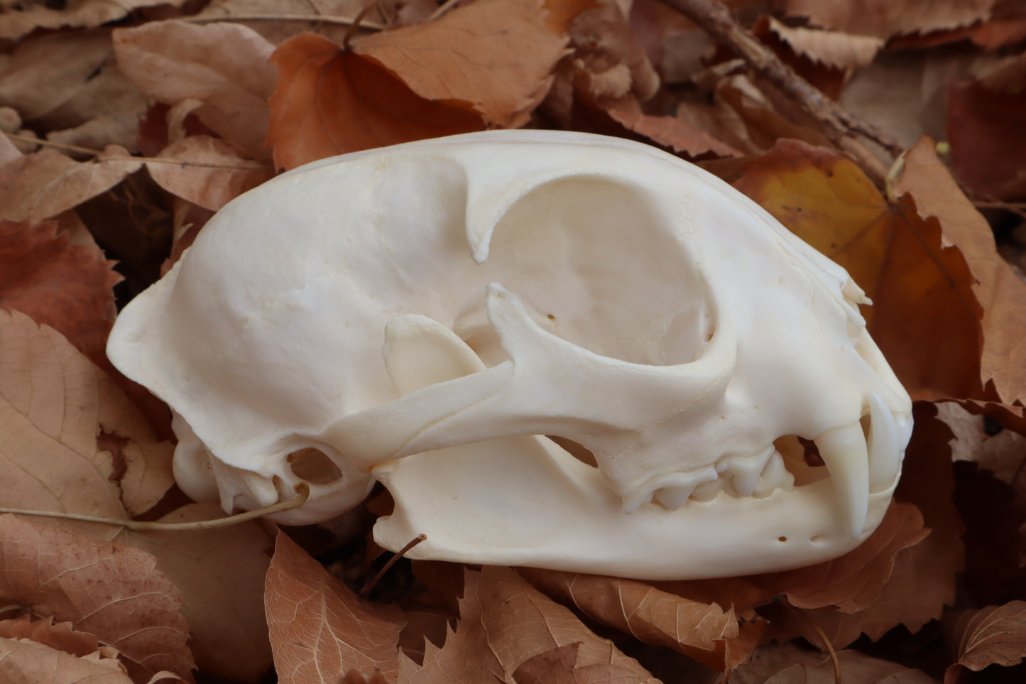 Bobcat Skull
