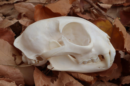 Bobcat Skull