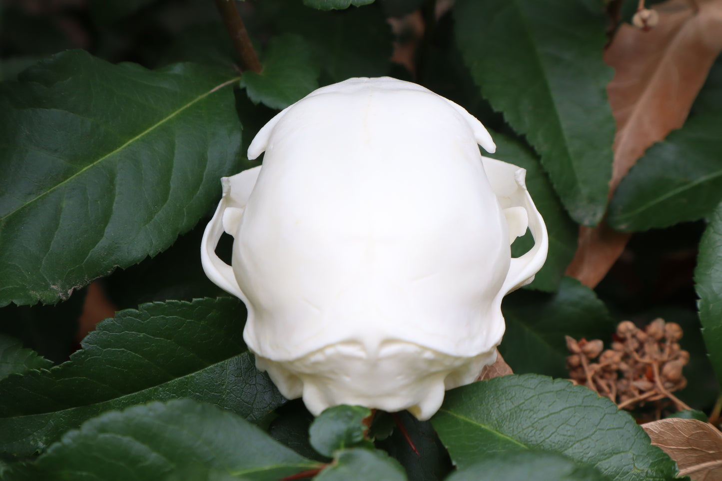 Pathological Juvenile Kitten Skull