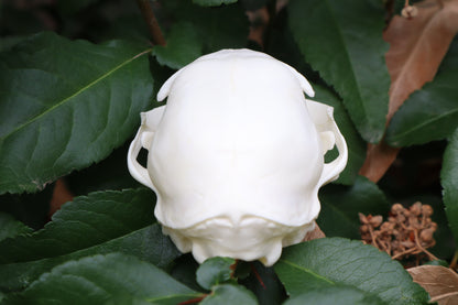 Pathological Juvenile Kitten Skull